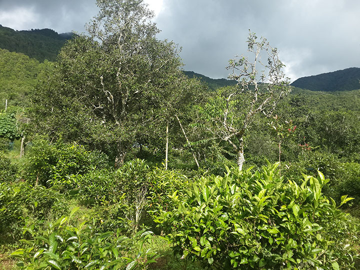 四心堂纯粹普洱茶